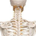 Flexible Human Skeleton Model Fred - 3B Smart Anatomy..........