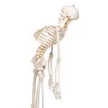 Flexible Human Skeleton Model Fred - 3B Smart Anatomy............