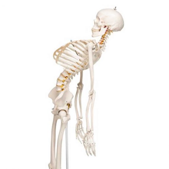 3B Scientific Adult Human Skeleton - includes 3B Smart Anatomy:Education