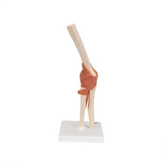 Functional Human Elbow Joint Model with Ligaments - 3B Smart Anatomy..