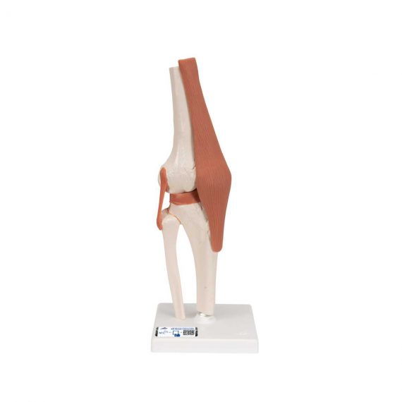 Functional Human Knee Joint Model with Ligaments - 3B Smart Anatomy