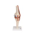 Functional Human Knee Joint Model with Ligaments - 3B Smart Anatomy..