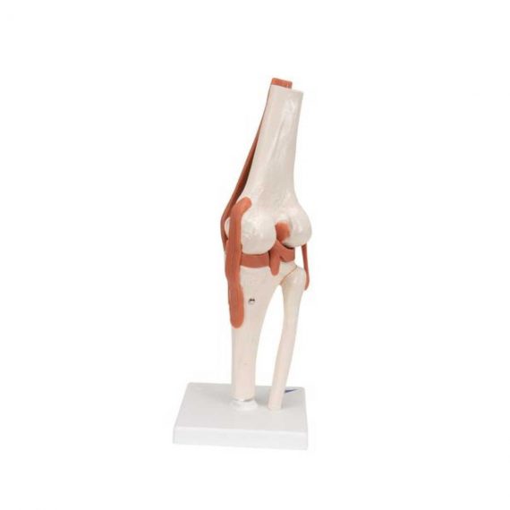 Functional Human Knee Joint Model with Ligaments - 3B Smart Anatomy....