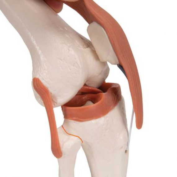 Functional Human Knee Joint Model with Ligaments - 3B Smart Anatomy......
