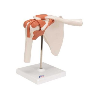 Functional Human Shoulder Joint - 3B Smart Anatomy