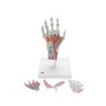 Hand Skeleton Model with Ligaments & Muscles - 3B Smart Anatomy....
