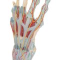 Hand Skeleton Model with Ligaments & Muscles - 3B Smart Anatomy......