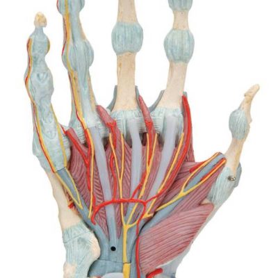 Hand skeleton model