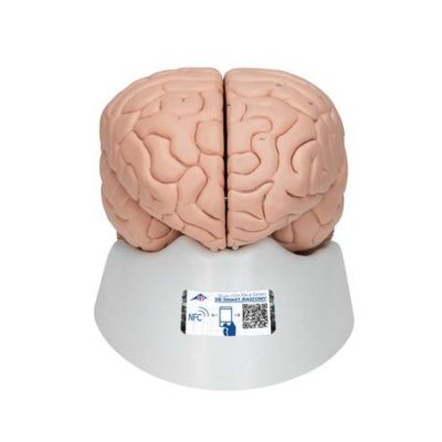 Human Brain Model, 8 part - 3B Smart Anatomy