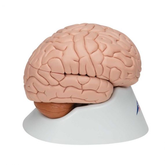 Human Brain Model, 8 part - 3B Smart Anatomy....