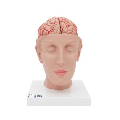 Human Brain Model with Arteries on Base of Head, 8 part - 3B Smart Anatomy