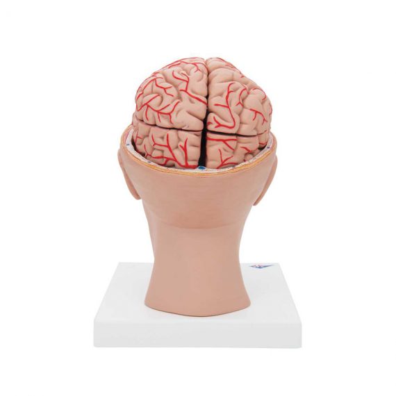 Human Brain Model with Arteries on Base of Head, 8 part - 3B Smart Anatomy....