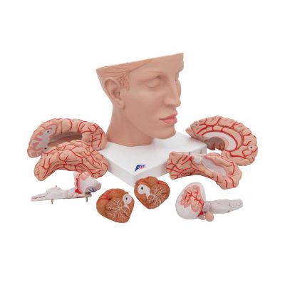 Human Brain Model with Arteries on Base of Head, 8 part - 3B Smart Anatomy......