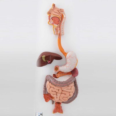 Human Digestive System Model, 3 part - 3B Smart Anatomy