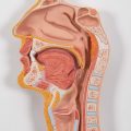 Human Digestive System Model, 3 part - 3B Smart Anatomy..