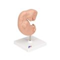 Human Embryo Model, 25 times Life-Size - 3B Smart Anatomy