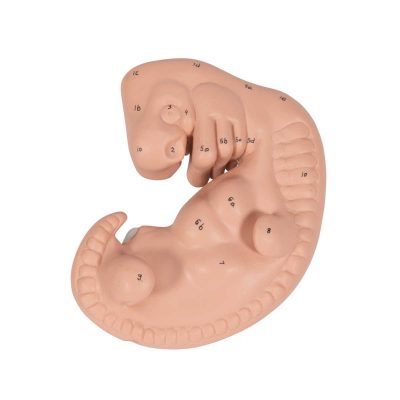 Human Embryo Model, 25 times Life-Size - 3B Smart Anatomy..