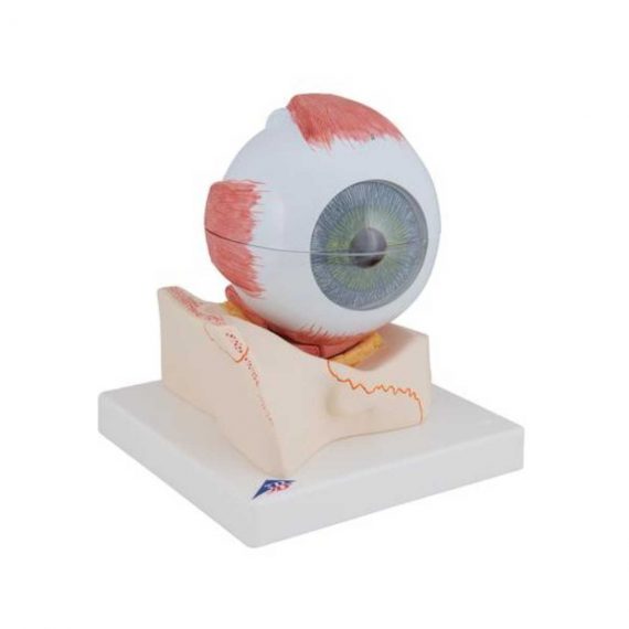 Human Eye Model, 5 times Full-Size, 7 part - 3B Smart Anatomy..