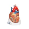 Human Heart Model, 7 part - 3B Smart Anatomy