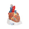 Human Heart Model, 7 part - 3B Smart Anatomy..