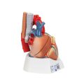 Human Heart Model, 7 part - 3B Smart Anatomy....