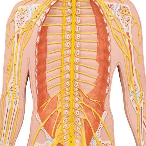 Human Nervous System Model, 1-2 Life-Size - 3B Smart Anatomy....