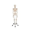 Human Skeleton Model Stan - 3B Smart Anatomy