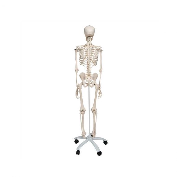 Human Skeleton Model Stan - 3B Smart Anatomy..