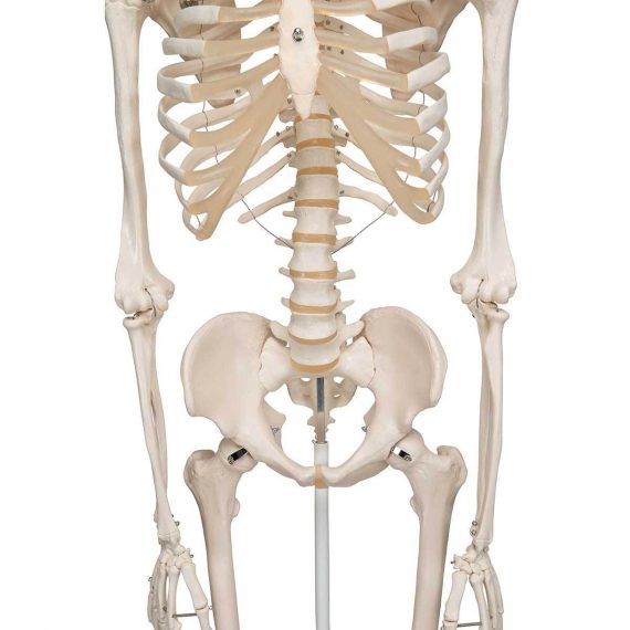Human Skeleton Model Stan - 3B Smart Anatomy....