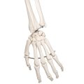 Human Skeleton Model Stan - 3B Smart Anatomy........