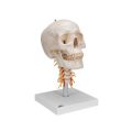 Human Skull Model on Cervical Spine, 4 part - 3B Smart Anatomy
