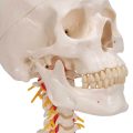Human Skull Model on Cervical Spine, 4 part - 3B Smart Anatomy....