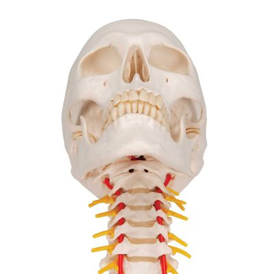 Human Skull Model on Cervical Spine, 4 part - 3B Smart Anatomy......