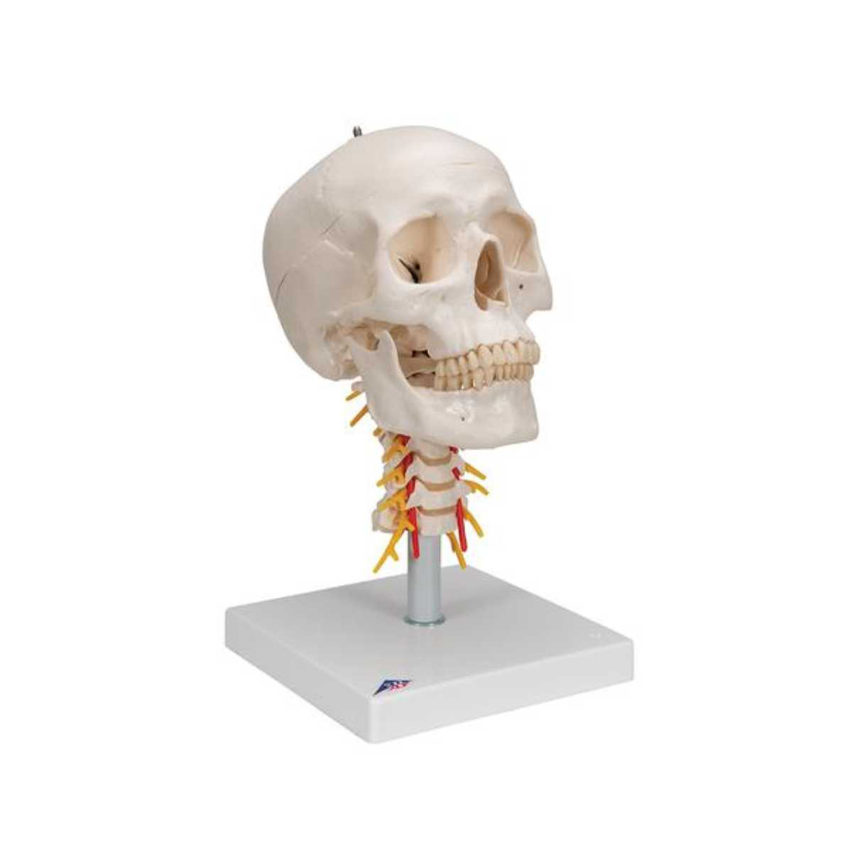 3B Scientific Human Skull Model on Cervical Spine, 4 part - 3B