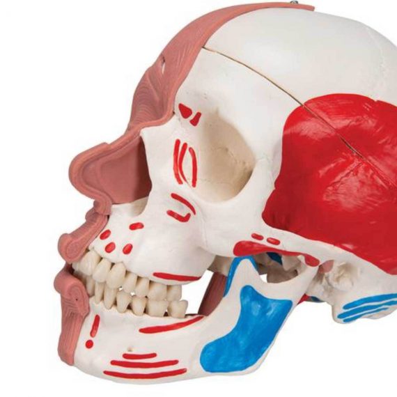 3B Scientific Modello Testa Sezione Mediana E Frontale – Software Anatomia 3B Smart Anatomy Incluso