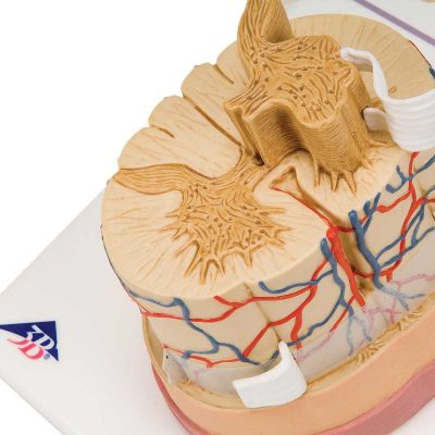 Human Spinal Cord Model, 5 times Life-Size - 3B Smart Anatomy..