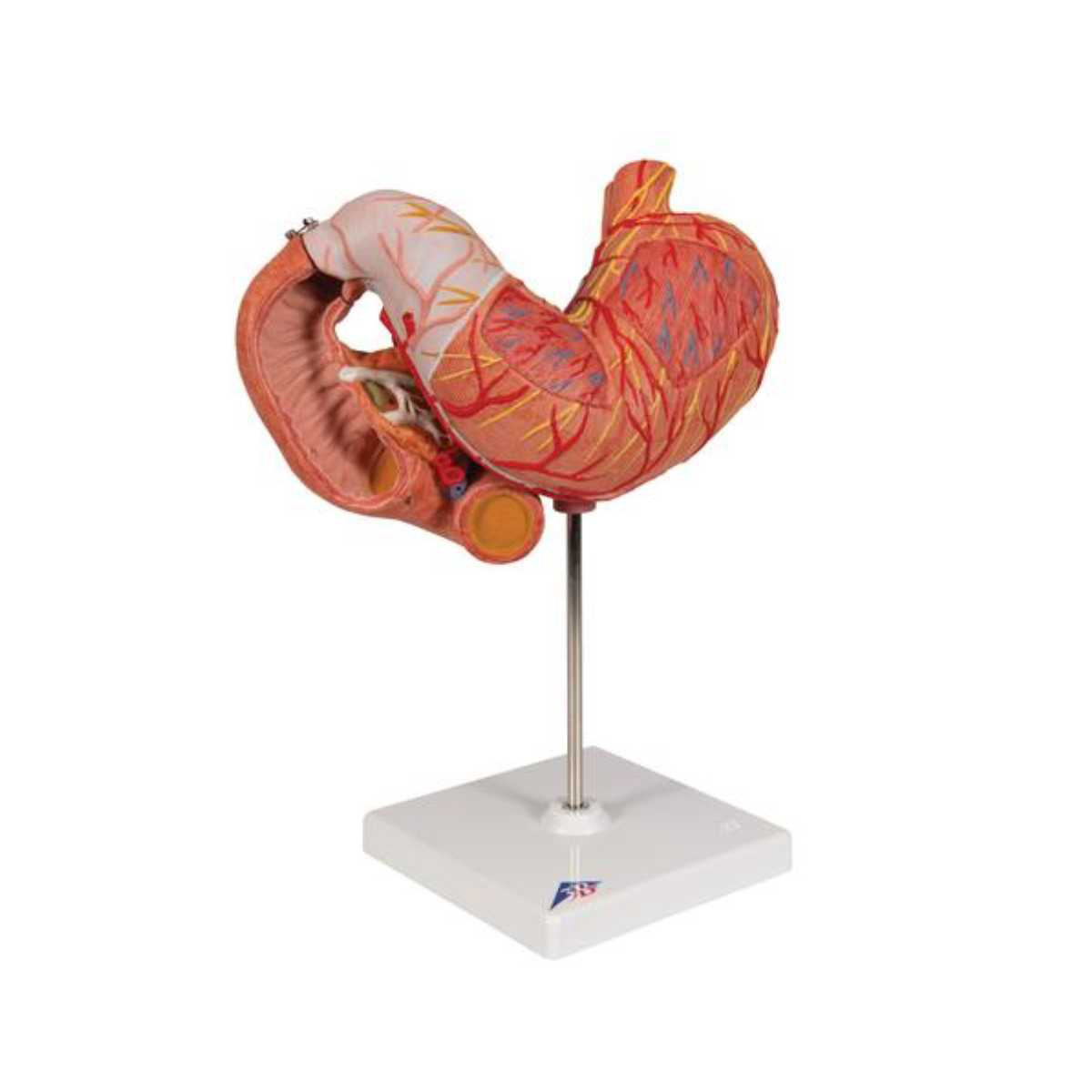 3B Scientific Human Stomach Model, 3 part | HALOMEDICALS SYSTEMS LIMITED