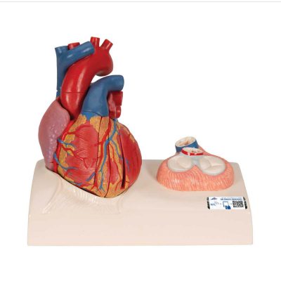 Life-Size Human Heart Model, 5 parts with Representation of Systole - 3B Smart Anatomy