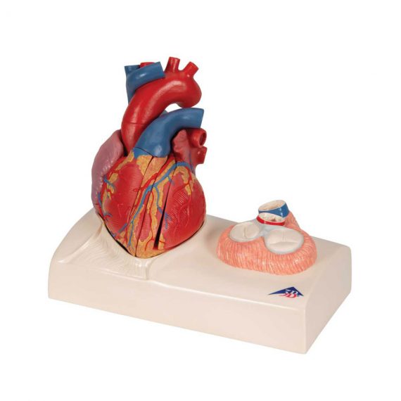 Life-Size Human Heart Model, 5 parts with Representation of Systole - 3B Smart Anatomy..