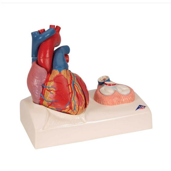 Life-Size Human Heart Model, 5 parts with Representation of Systole - 3B Smart Anatomy....