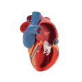 Life-Size Human Heart Model, 5 parts with Representation of Systole - 3B Smart Anatomy......