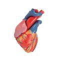 Life-Size Human Heart Model, 5 parts with Representation of Systole - 3B Smart Anatomy........