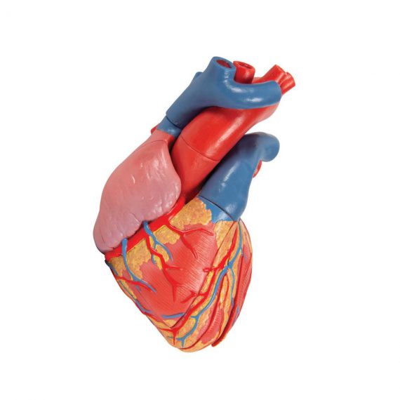 Life-Size Human Heart Model, 5 parts with Representation of Systole - 3B Smart Anatomy........