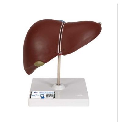 Liver Model with Gall Bladder - 3B Smart Anatomy