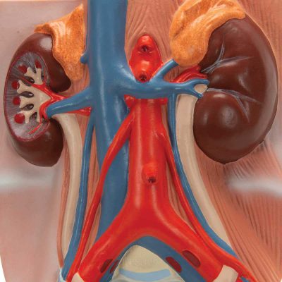 Male Urinary System Model, 3&4 Life-Size - 3B Smart Anatomy..