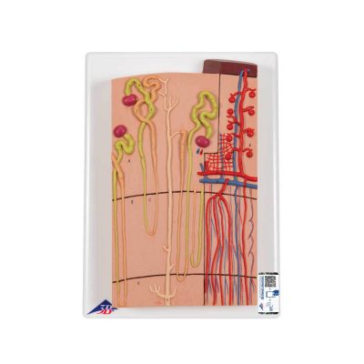 Nephrons and Blood Vessels Model, 120 times Full-Size - 3B Smart Anatomy