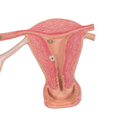 Ovaries & Fallopian Tubes Model with Stages of Fertilization, 2-times magnified - 3B Smart Anatomy....