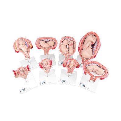 Pregnancy Models Series, 8 Individual Embryo & Fetus Models - 3B Smart Anatomy