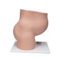 Pregnancy Pelvis Model in Median Section with Removable Fetus (40 weeks), 3 part - 3B Smart Anatomy..