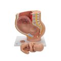 Pregnancy Pelvis Model in Median Section with Removable Fetus (40 weeks), 3 part - 3B Smart Anatomy....